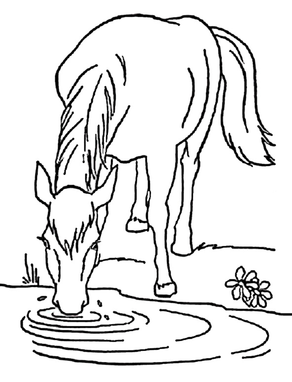 ausmalbilder pferde im wasser  malvorlagen